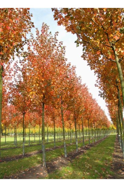 Клен червоний Ред Сансет